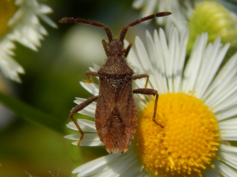 Coreidae?  S,  Coriomeris denticulatus